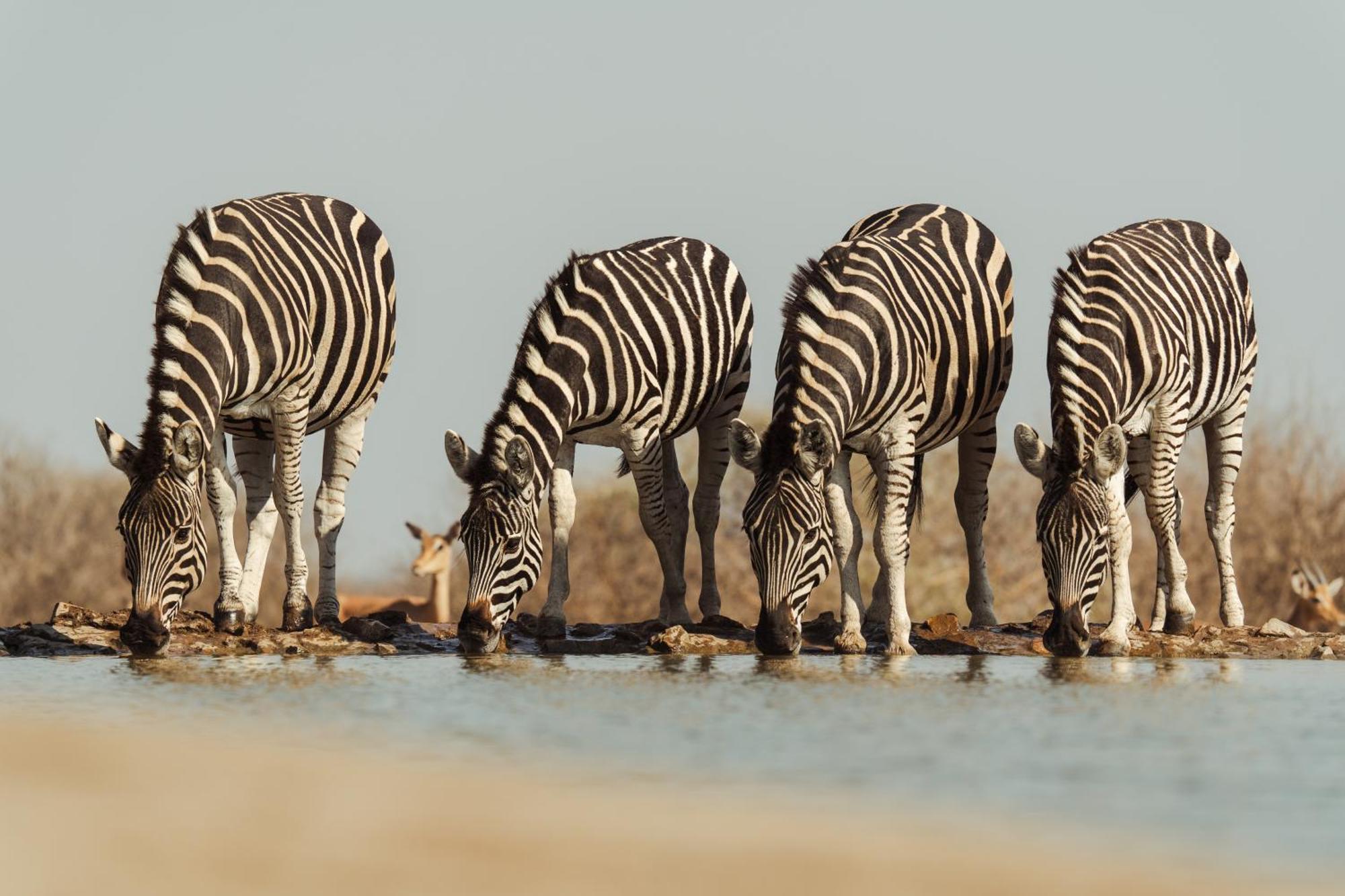 Last Word Madikwe Madikwe Wildreservaat Buitenkant foto