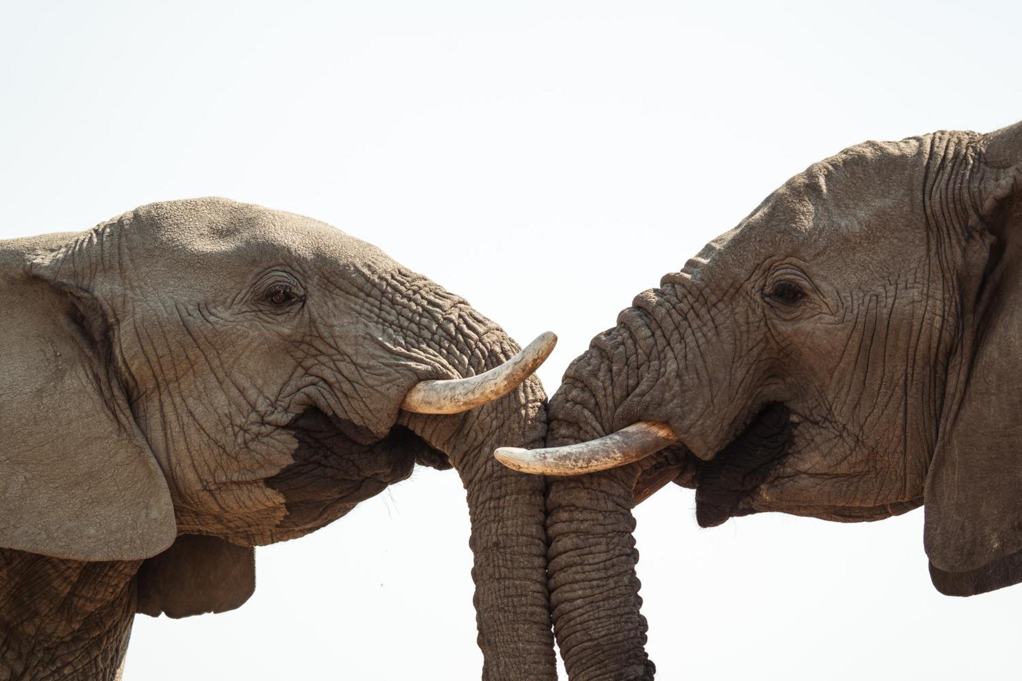 Last Word Madikwe Madikwe Wildreservaat Buitenkant foto