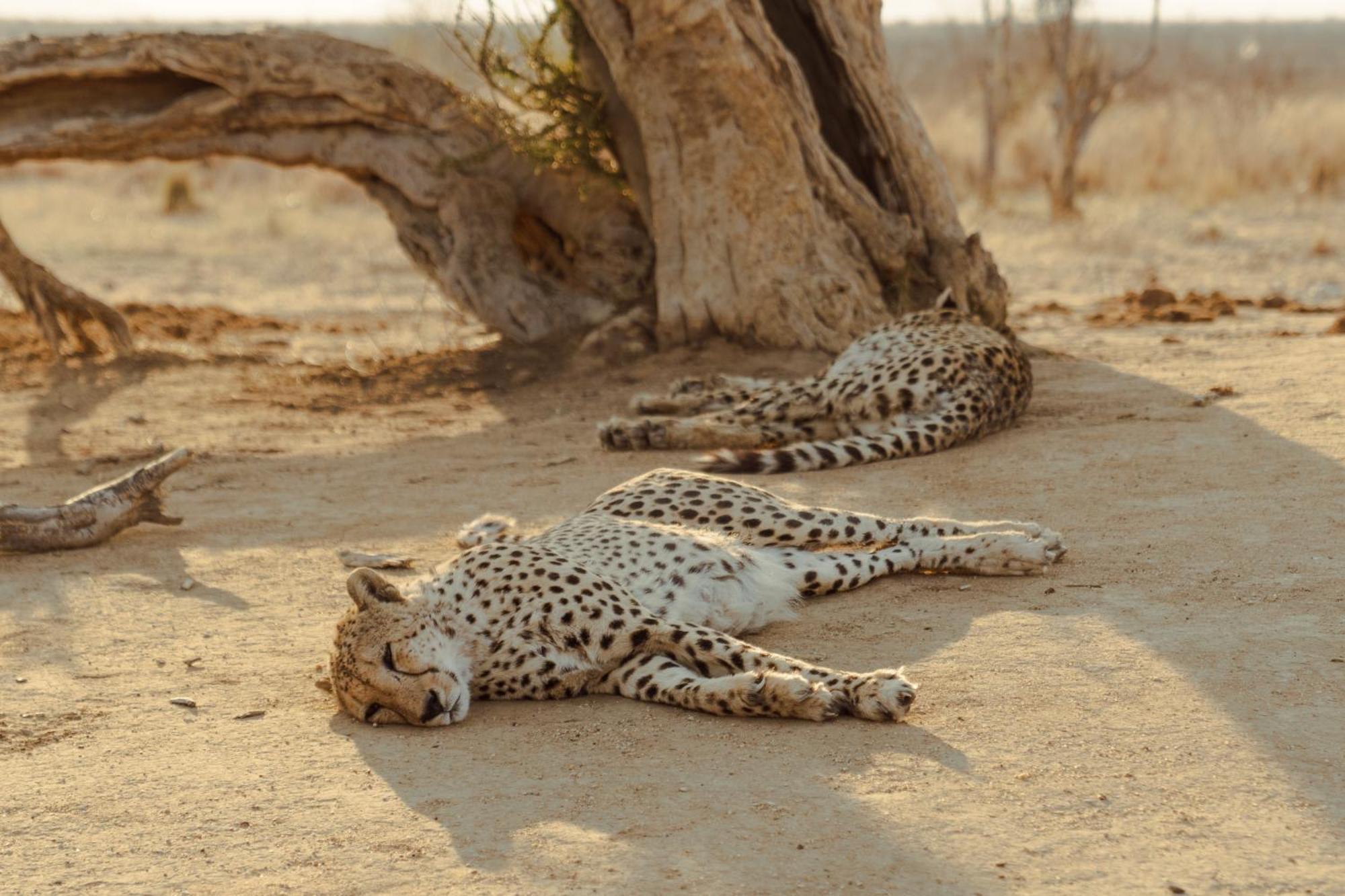 Last Word Madikwe Madikwe Wildreservaat Buitenkant foto
