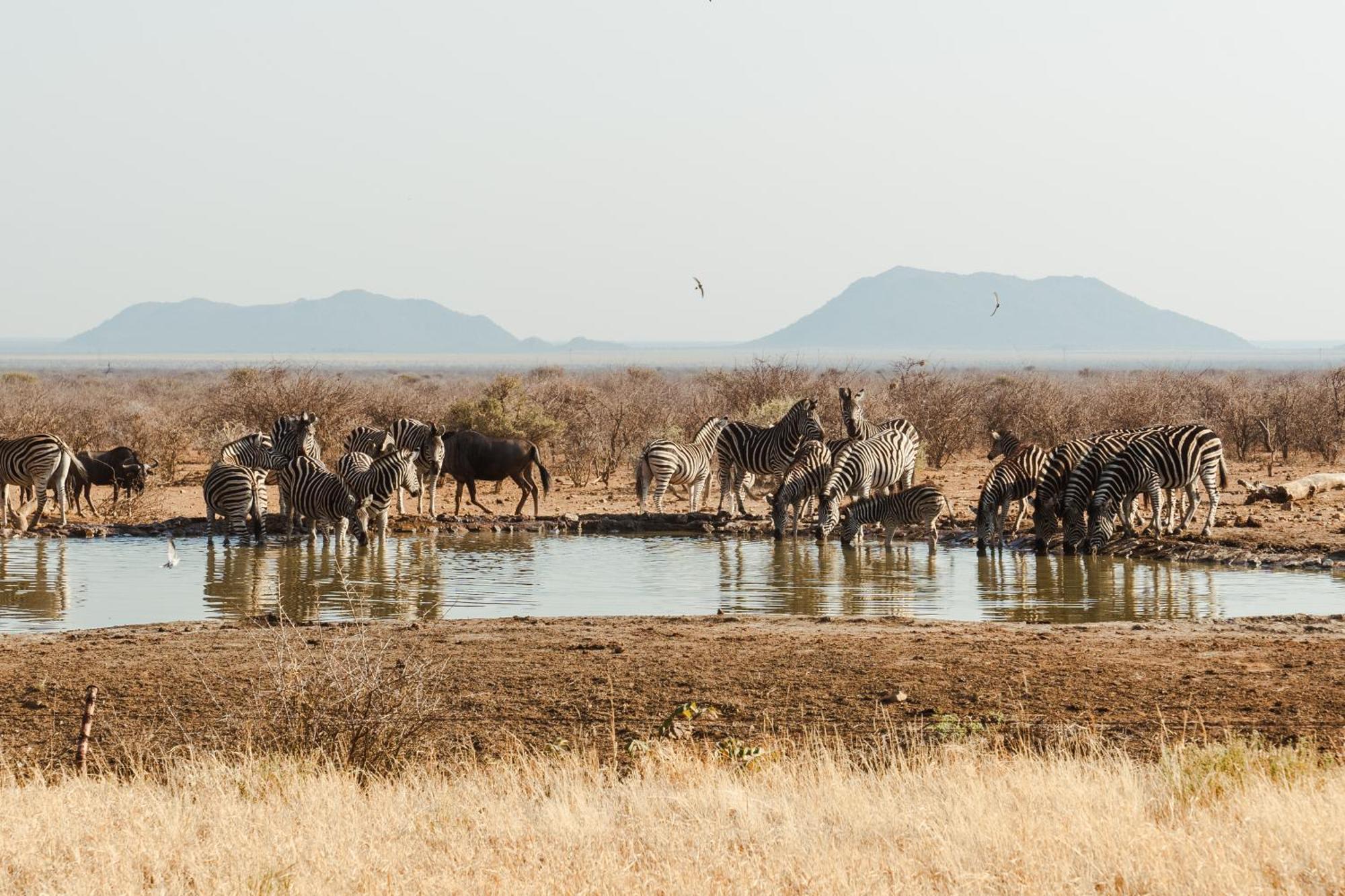 Last Word Madikwe Madikwe Wildreservaat Buitenkant foto