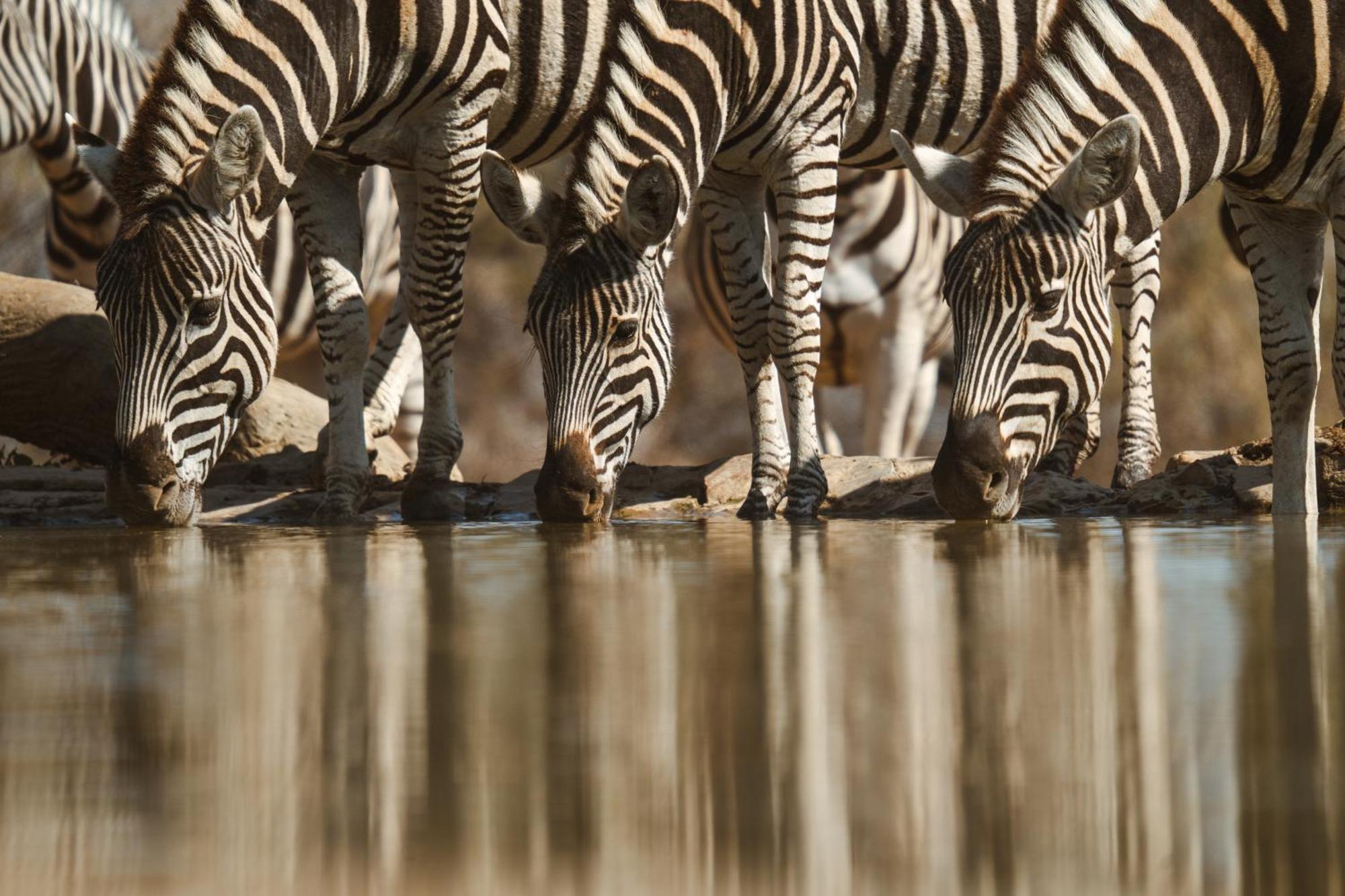 Last Word Madikwe Madikwe Wildreservaat Buitenkant foto