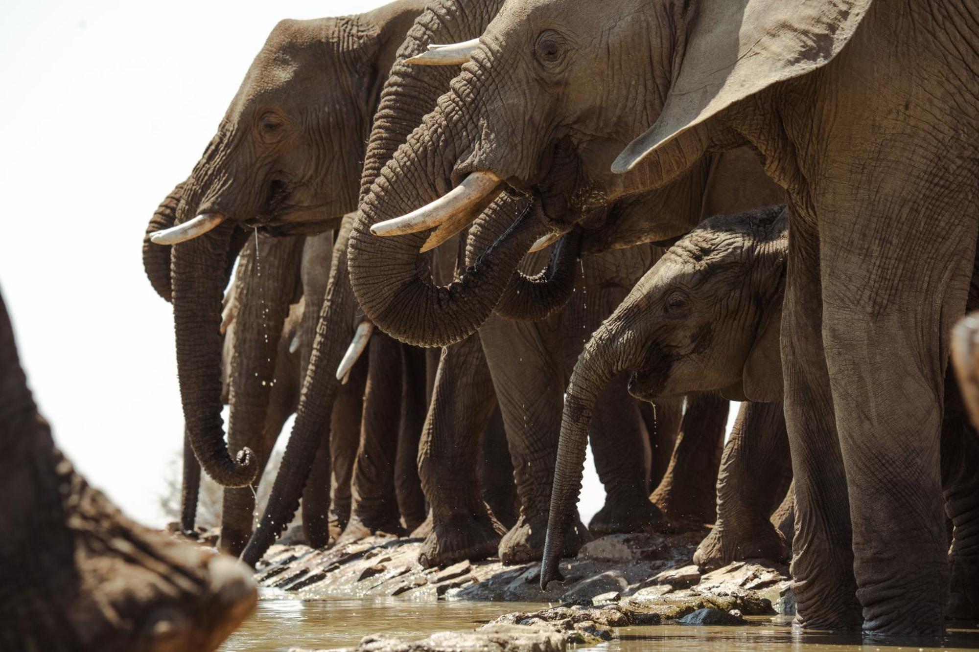 Last Word Madikwe Madikwe Wildreservaat Buitenkant foto