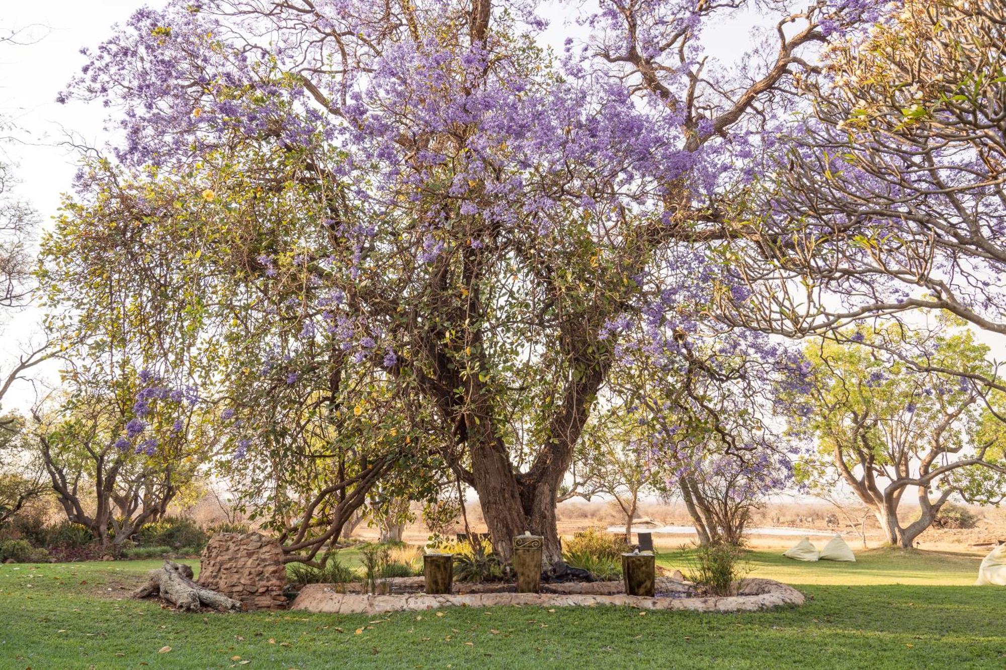 Last Word Madikwe Madikwe Wildreservaat Buitenkant foto