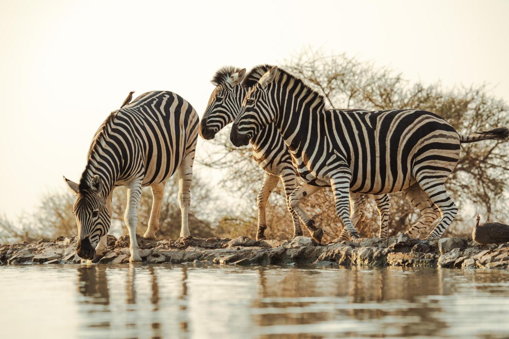 Last Word Madikwe Madikwe Wildreservaat Buitenkant foto